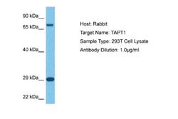 TAPT1 Rabbit anti-Human, Polyclonal, Novus Biologicals 0.1ml; Unconjugated:Antibodies,